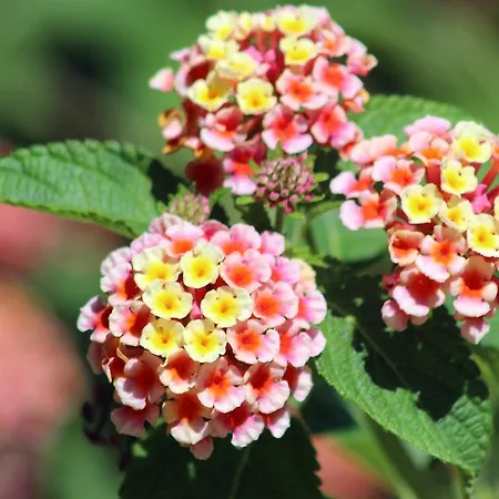 Rocatel Canet De Mar