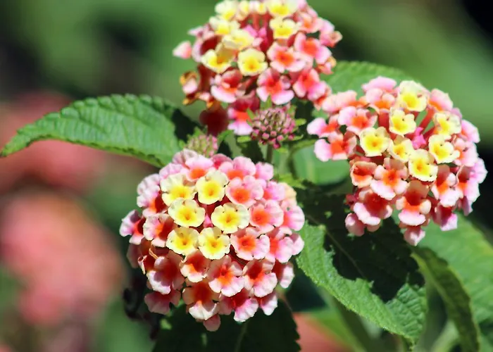 Rocatel Canet De Mar